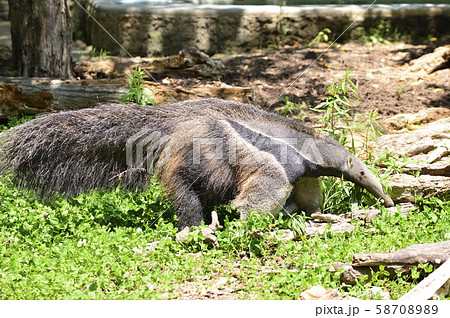 オオアリクイ 58708989