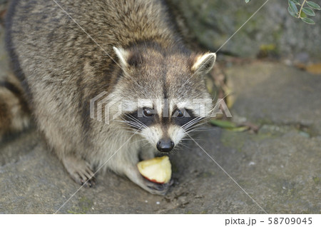 リンゴを食べるアライグマの写真素材