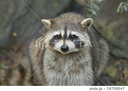 アライグマの写真素材 [58709047] - PIXTA