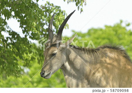 エランド エランド 58709098