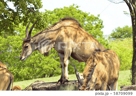 エランド エランド 58709099