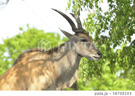 エランド 58709103