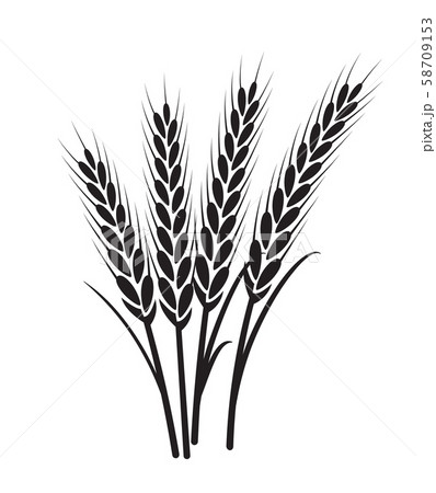 Wheat vector plant grain icon illustration. Wheat field harvest design agriculture Wheat vector plant grain icon illustration. Wheat field harvest design agriculture 58709153