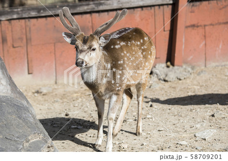 トナカイ トナカイ 58709201