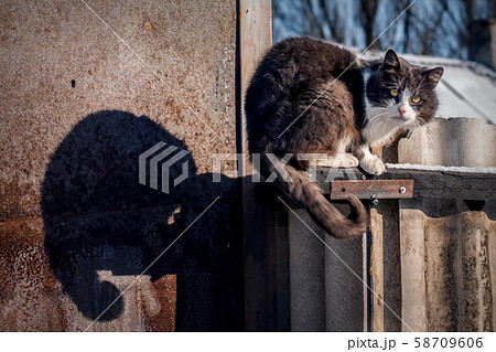 Cat with shadow like a chameleon. Winter portrait of pet with yellow eyes. Camouflage with fence. Cat with shadow like a chameleon. Winter portrait of pet with yellow eyes. Camouflage with fence. 58709606