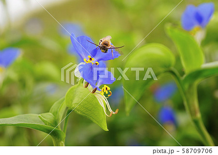 露草にハナアブ 58709706
