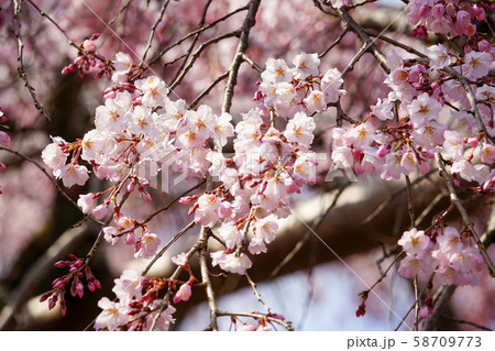 醍醐寺の桜 醍醐寺の桜 58709773