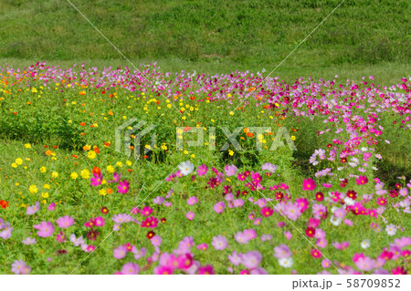 都市農業公園の満開のコスモス畑 58709852