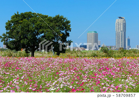 都市農業公園の満開のコスモス畑と川口元郷の住宅街 都市農業公園の満開のコスモス畑と川口元郷の住宅街 58709857