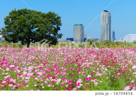 都市農業公園の満開のコスモス畑と川口元郷の住宅街 58709858