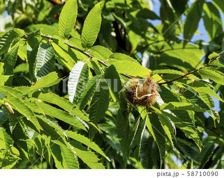 青々とした葉の中の熟した栗 青々とした葉の中の熟した栗 58710090