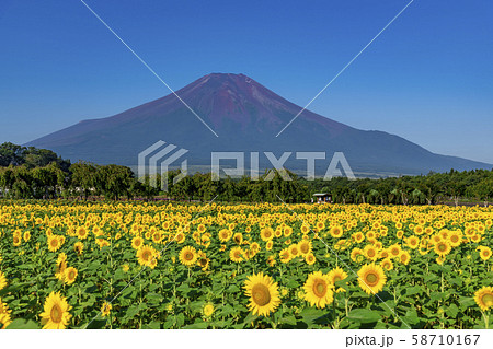 【富士山 ヒマワリ畑】 【富士山 ヒマワリ畑】 58710167
