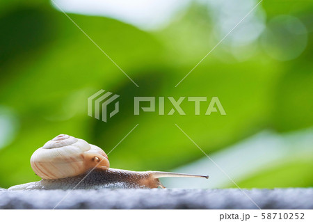 地面を這うカタツムリ　ローアングル 58710252