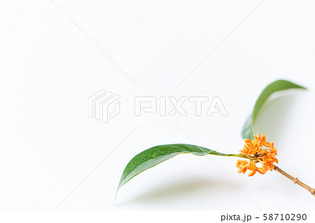 金木犀の花 素材 白背景の写真素材