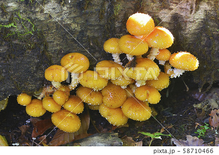 ヌメリスギタケ 58710466