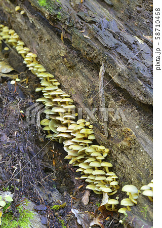 ニガクリタケ 58710468