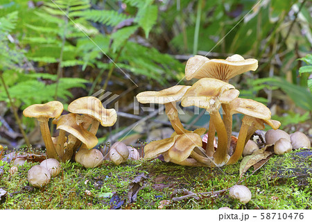 ナラタケとホコリタケ ナラタケとホコリタケ 58710476