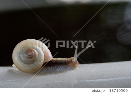 カタツムリ 黒バック 58710500