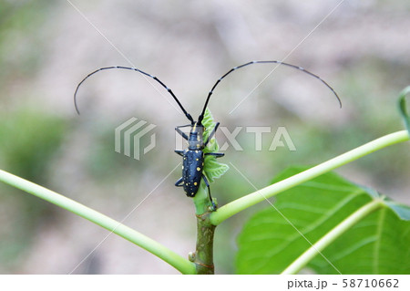 キボシカミキリ(西日本型)のオス個体(背面) キボシカミキリ(西日本型)のオス個体(背面) 58710662