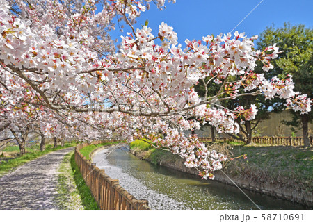 見沼田圃：見沼代用水東縁 58710691