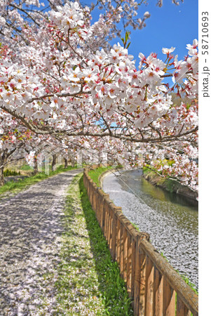 見沼田圃：見沼代用水東縁 58710693