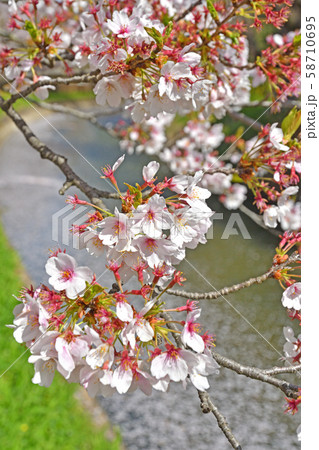 見沼田圃：見沼代用水東縁 58710695