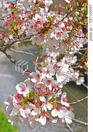 見沼田圃:見沼代用水東縁 見沼田圃:見沼代用水東縁 58710697