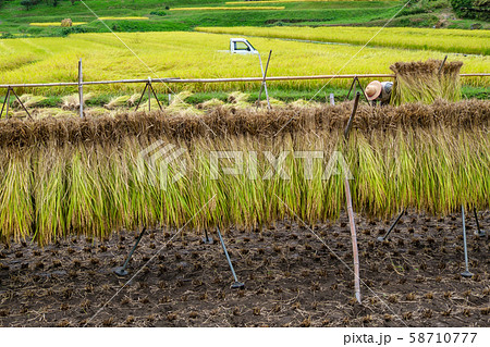 田んぼのハザ掛け 58710777