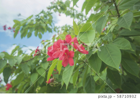 パラオ共和国　第二次世界大戦の激戦の島、ペリリュー島に咲くナンヨウザクラ 58710932