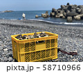 牡蠣取り 58710966
