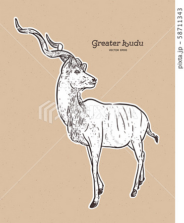 greater kudu antelope, hand drawn vector 58711343