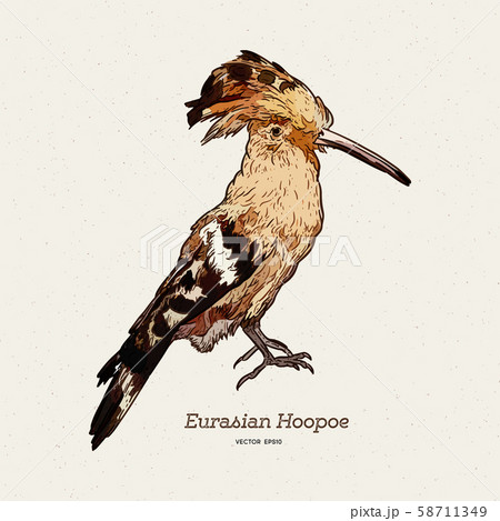 Hoopoe sketch, vector illustration. Hand drawn 58711349