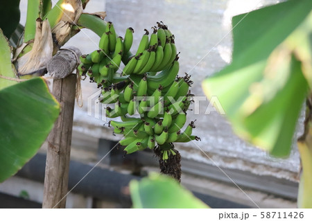 バナナ 58711426