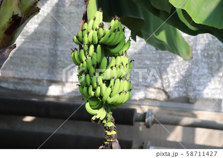 バナナ 58711427