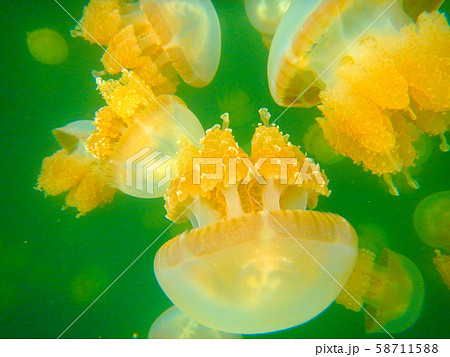 パラオ共和国　コロール州　世界遺産ロックアイランドのジェリーフィッシュレイク 58711588