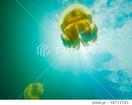 パラオ共和国　コロール州　世界遺産ロックアイランドのジェリーフィッシュレイク 58711591