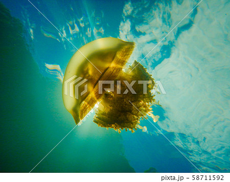 パラオ共和国　コロール州　世界遺産ロックアイランドのジェリーフィッシュレイク 58711592