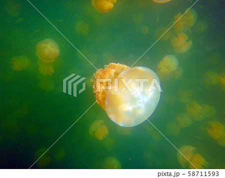 パラオ共和国　コロール州　世界遺産ロックアイランドのジェリーフィッシュレイク 58711593