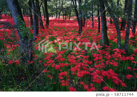 10月 日高41巾着田曼珠沙華公園 10月 日高41巾着田曼珠沙華公園 58711744