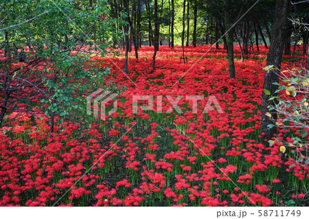 10月　日高38巾着田曼珠沙華公園 58711749