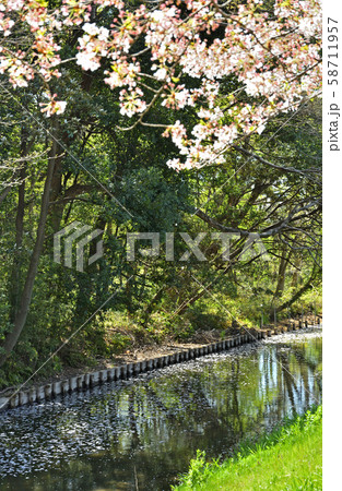 見沼田圃:見沼代用水東縁 緑のトラスト保全第1号地 見沼田圃:見沼代用水東縁 緑のトラスト保全第1号地 58711957
