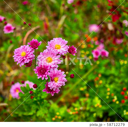 菊 ピンク 韓国 58712279