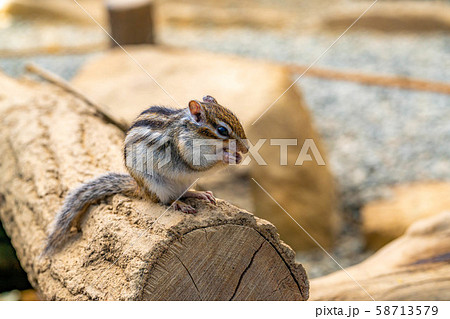 シマリス 飛騨山野草自然庭園 【岐阜県】 シマリス 飛騨山野草自然庭園 【岐阜県】 58713579