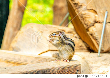 シマリス 飛騨山野草自然庭園 【岐阜県】 シマリス 飛騨山野草自然庭園 【岐阜県】 58713601