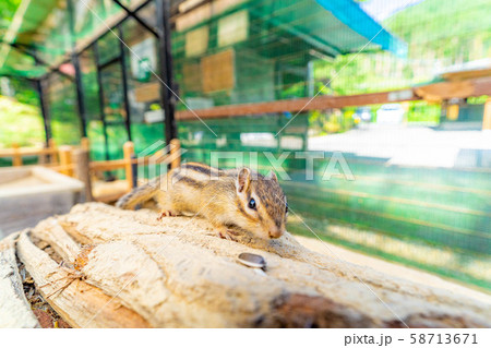 シマリス　飛騨山野草自然庭園　【岐阜県】 58713671