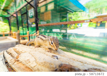 シマリス 飛騨山野草自然庭園 【岐阜県】 シマリス 飛騨山野草自然庭園 【岐阜県】 58713672