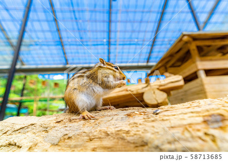 シマリス 飛騨山野草自然庭園 【岐阜県】 シマリス 飛騨山野草自然庭園 【岐阜県】 58713685