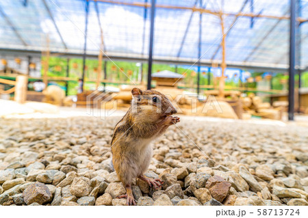 シマリス　飛騨山野草自然庭園　【岐阜県】 58713724