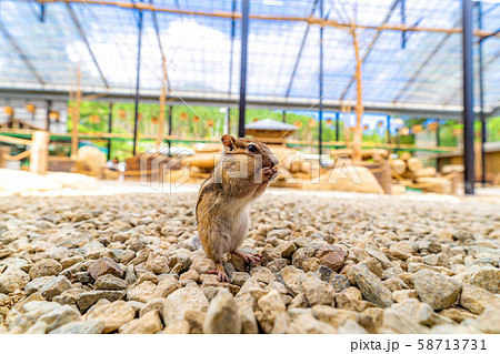 シマリス 飛騨山野草自然庭園 【岐阜県】 シマリス 飛騨山野草自然庭園 【岐阜県】 58713731