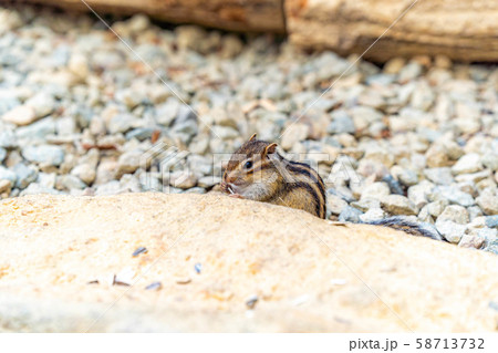 シマリス 飛騨山野草自然庭園 【岐阜県】 シマリス 飛騨山野草自然庭園 【岐阜県】 58713732